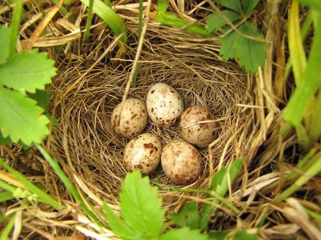Bobolink nest with eggs