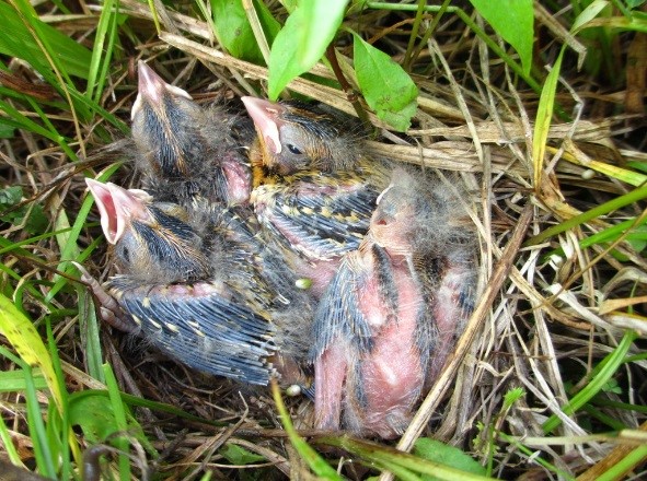 Bobolink chicks