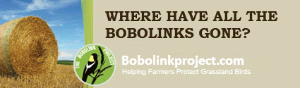 BobolinkProject.com - Visit